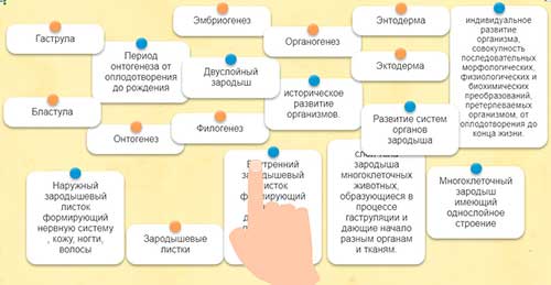 Онтогенез