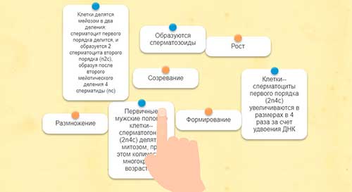 Сперматогенез