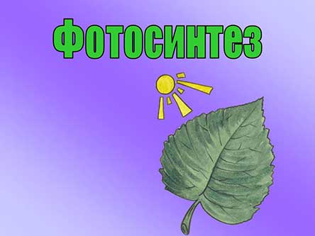 Фотосинтез