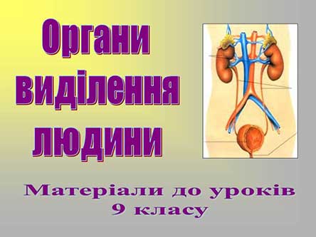 Органи виділення людини