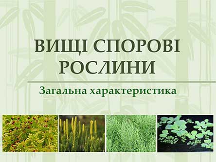 Вищі спорові рослини