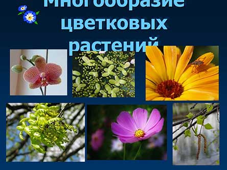Многообразие цветковых растений