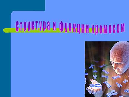Структура и функции хромосом