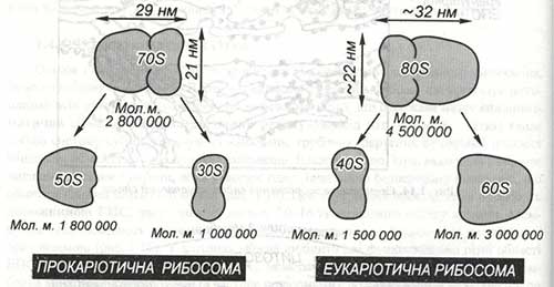 АТФ