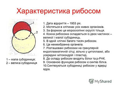 АТФ