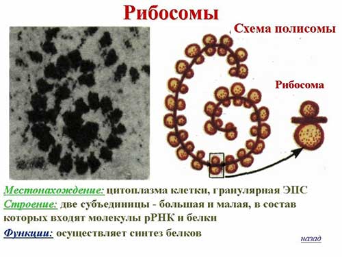 АТФ