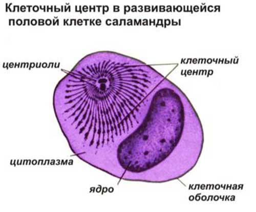 АТФ
