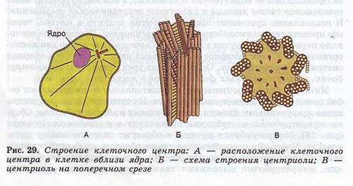 АТФ
