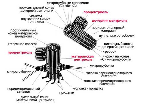 АТФ