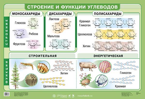 Белки