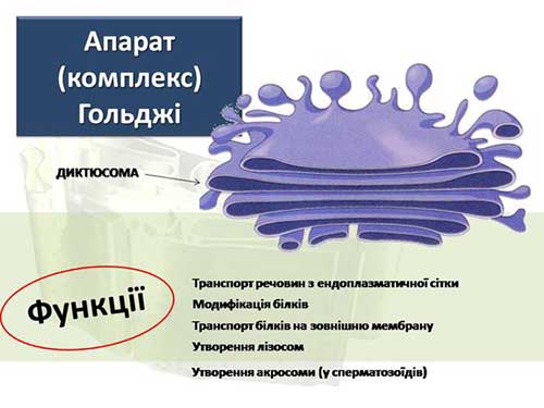 Одномембранные органеллы