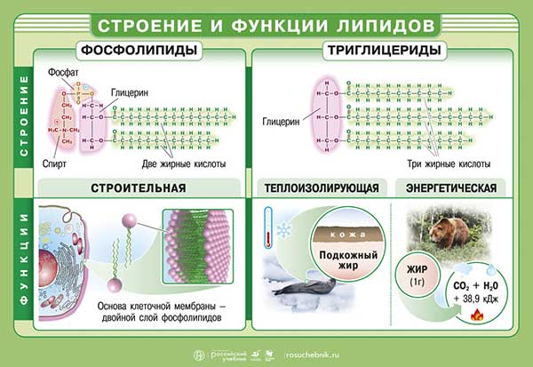 Белки