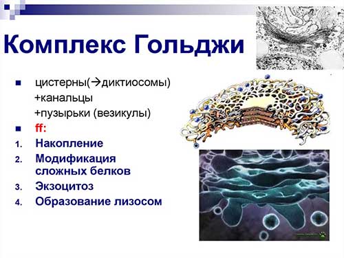 Одномембранные органеллы
