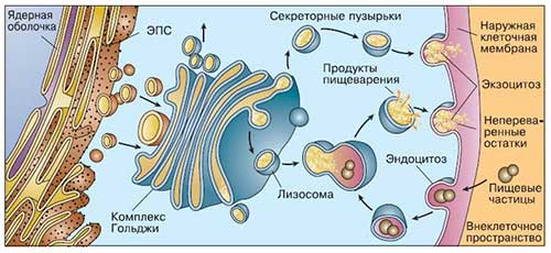 Одномембранные органеллы