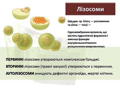 Одномембранные органеллы