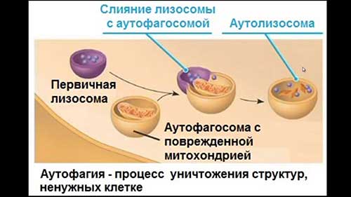 Одномембранные органеллы