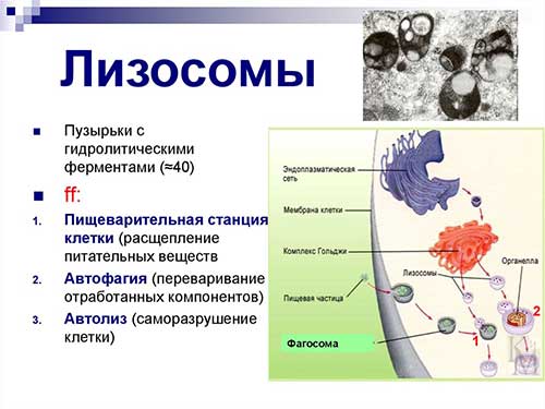 Одномембранные органеллы
