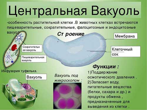 Одномембранные органеллы