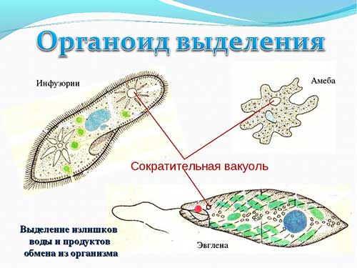 Одномембранные органеллы