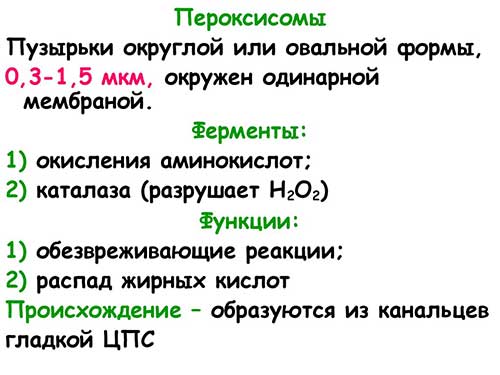 Одномембранные органеллы