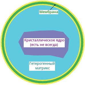 Одномембранные органеллы
