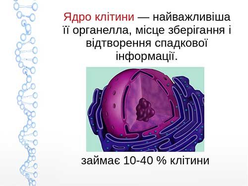 Ядро, хромосоми