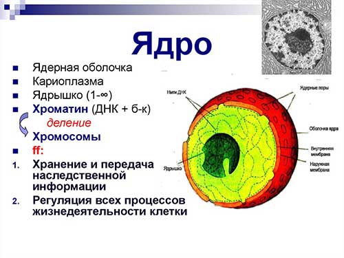 Ядро, хромосоми
