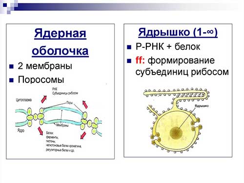 Ядро, хромосоми