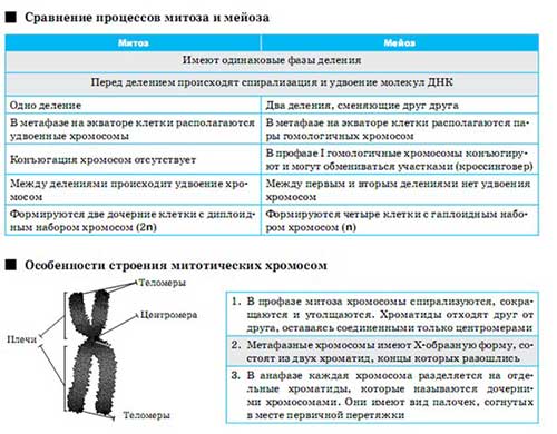 Ядро, хромосоми