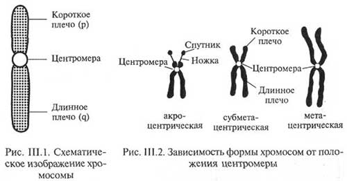 Ядро, хромосоми