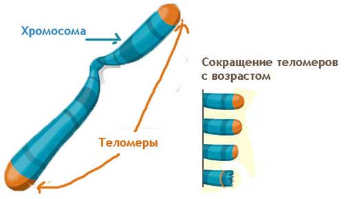 Ядро, хромосоми