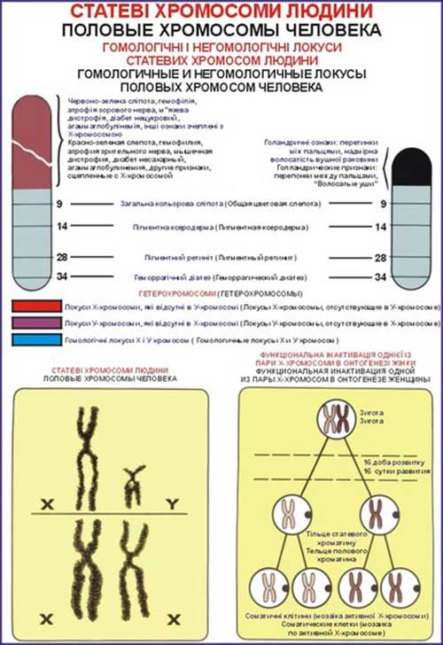 Ядро, хромосоми