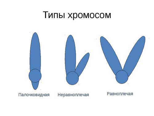 Ядро, хромосоми