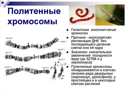 Ядро, хромосоми