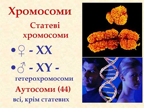 Ядро, хромосоми