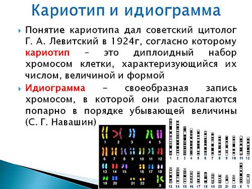 Ядро, хромосоми