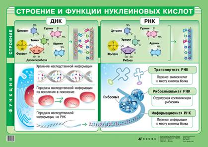 Нуклеїнові кислоти