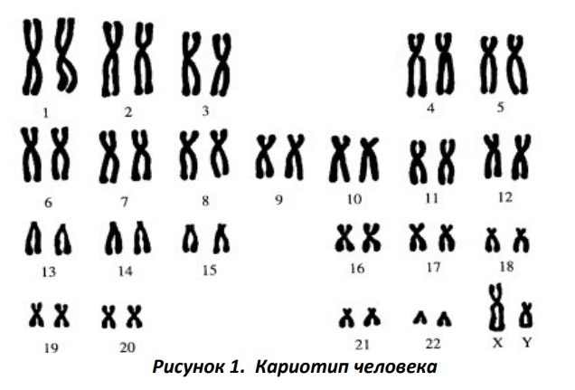 Ядро, хромосоми