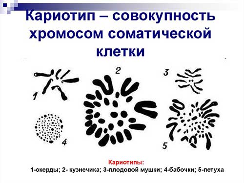 Ядро, хромосоми