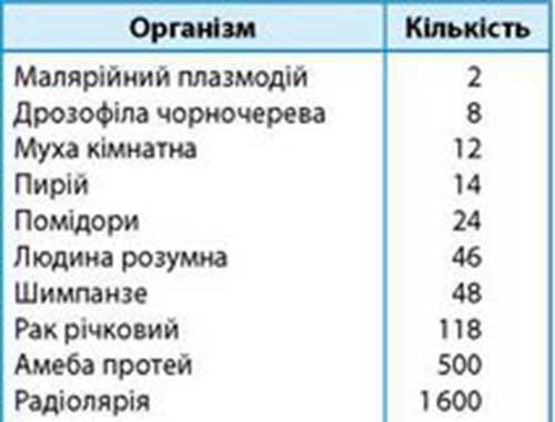 Ядро, хромосоми
