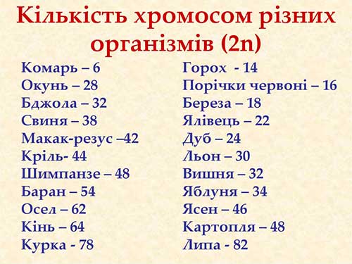 Ядро, хромосоми