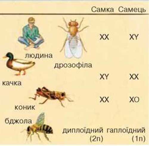 Ядро, хромосоми