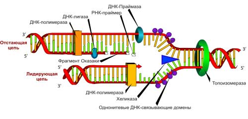 Нуклеїнові кислоти
