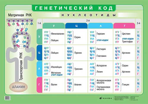 Нуклеїнові кислоти