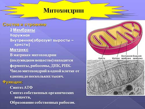 Двумембранні органеллы