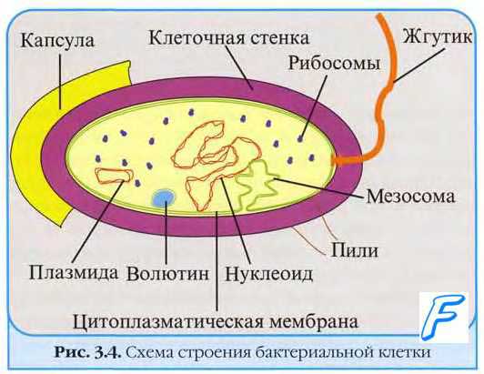 Белки