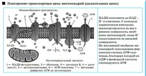 Двумембранні органеллы