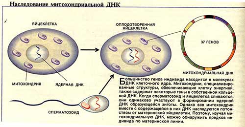 Двумембранні органеллы