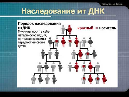 Двумембранні органеллы