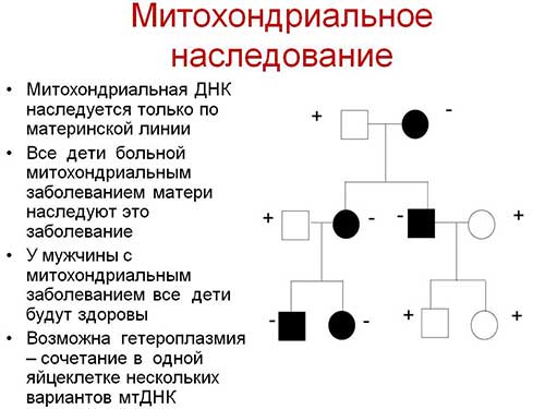 Двумембранні органеллы